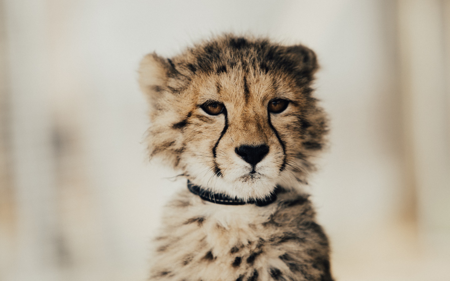 Морда гепард крупным планом