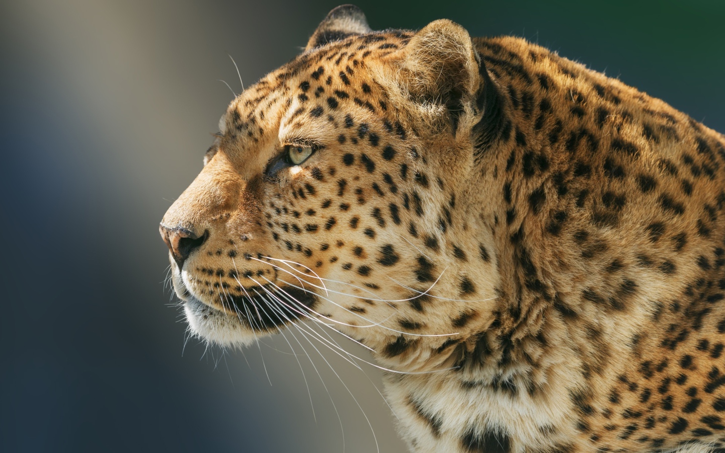 Морда ягуара вид сбоку 