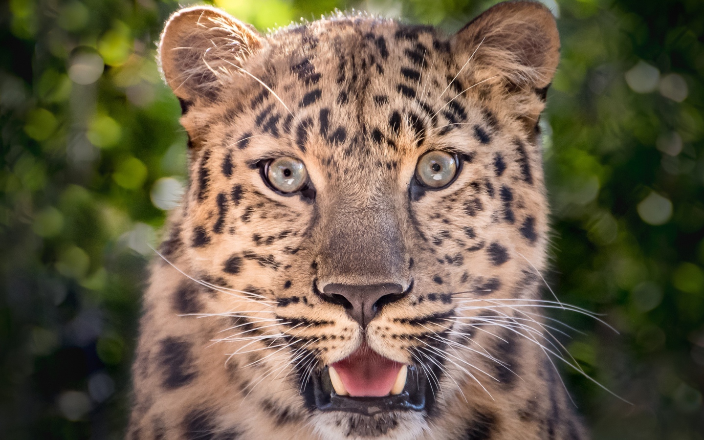 Пятнистый леопард с открытой пастью