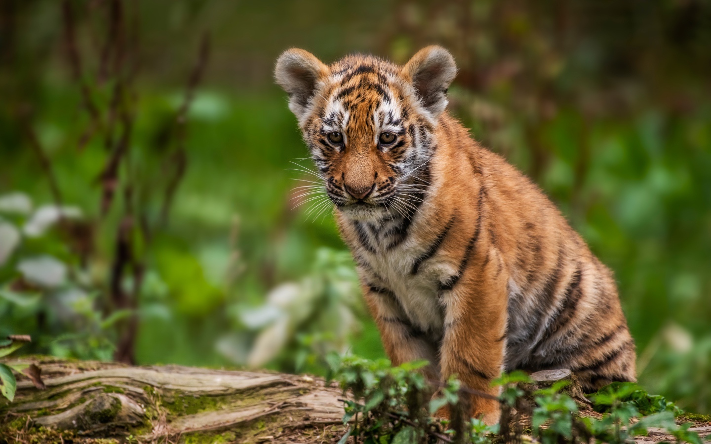Маленький грустный тигренок сидит на сухом дереве
