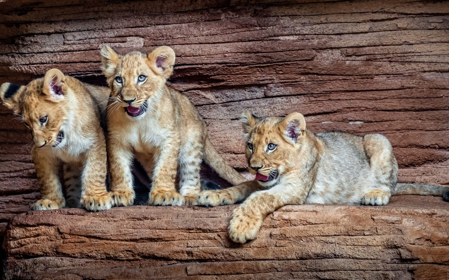Три маленький львенка в зоопарке