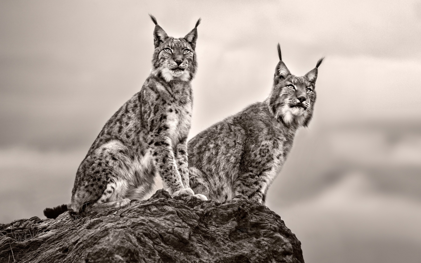 Две рыси сидят на камне