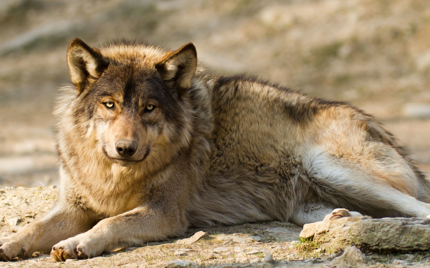 Грустный серый волк лежит на земле