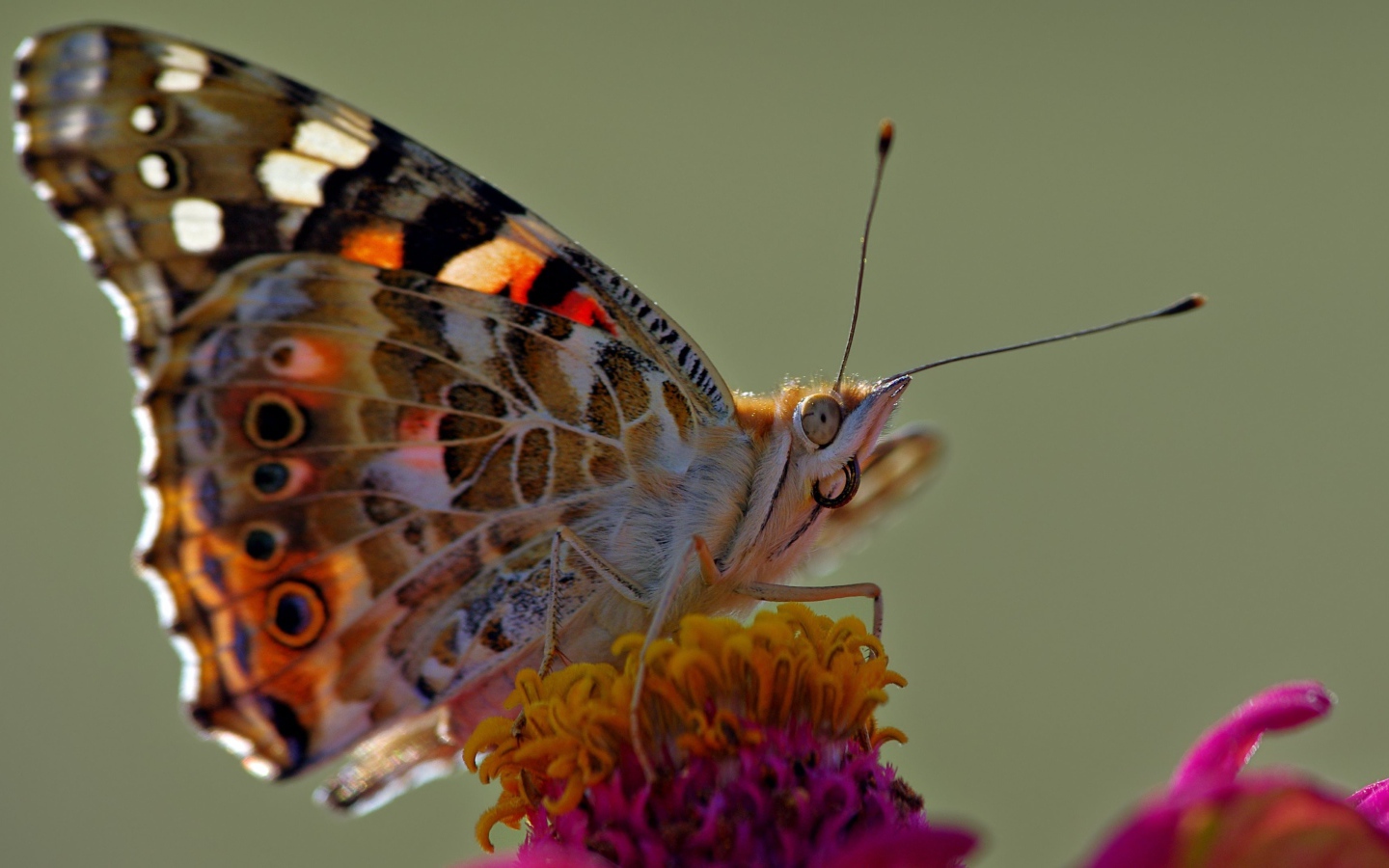 Бабочка сидит на розовом цветке, макросъемка