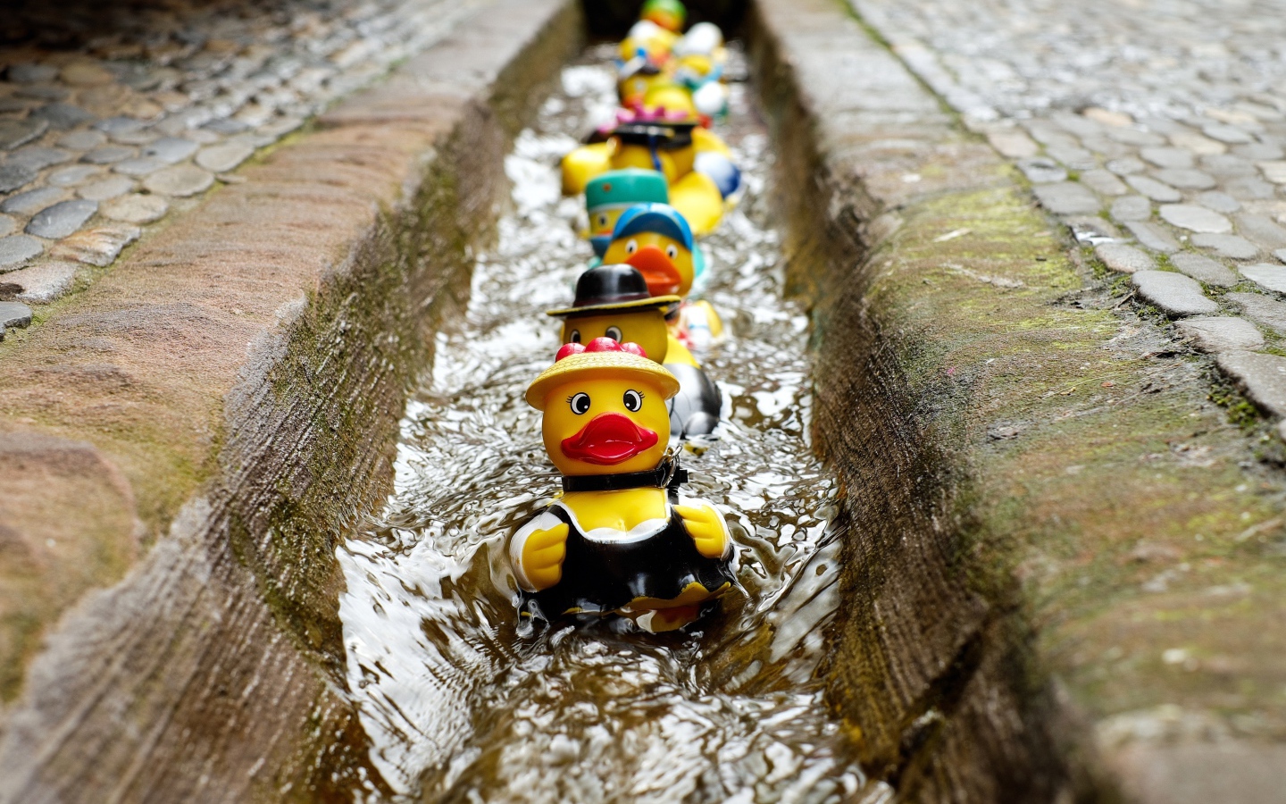 Toys ducklings in the gutter