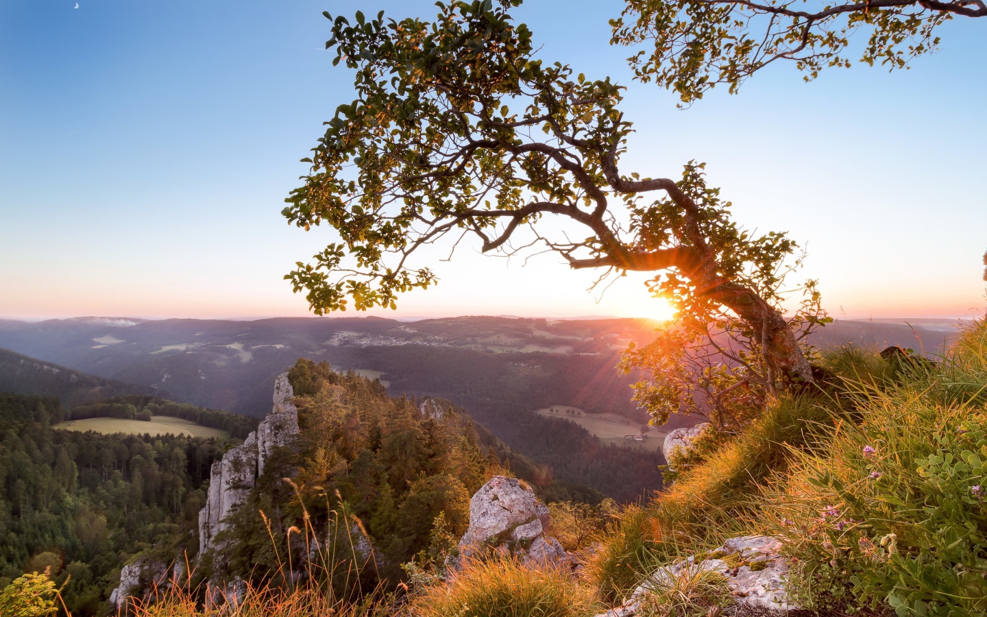 Дерево на краю утеса на рассвете