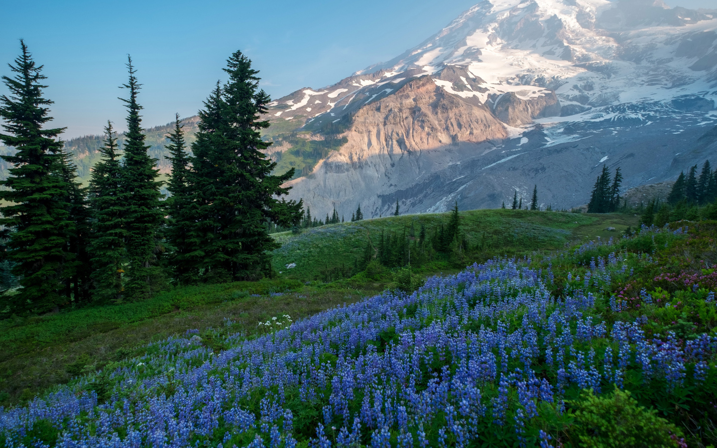 Голубые цветы люпина в лесу на фоне гор