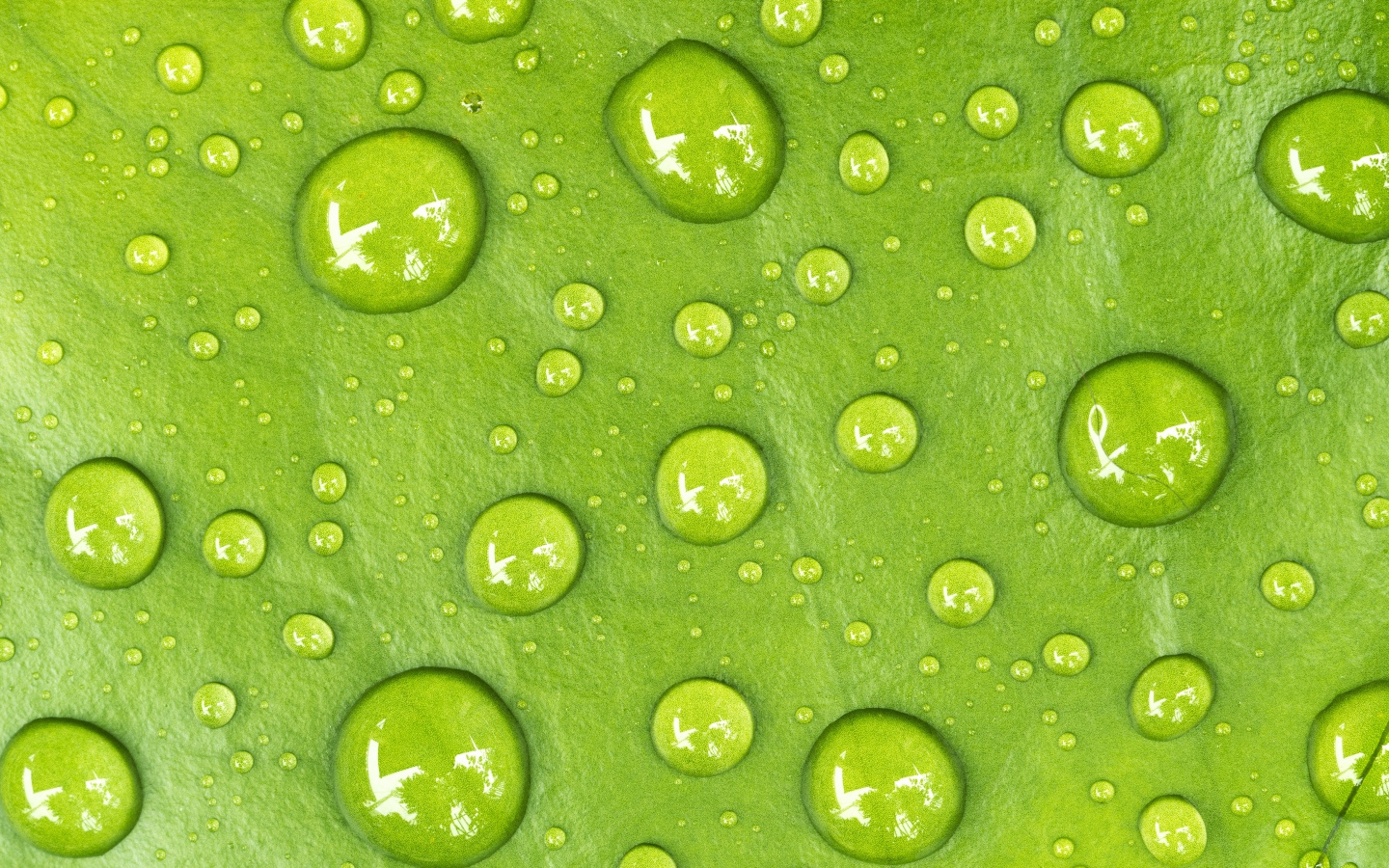 Капли на зеленом листе крупным планом