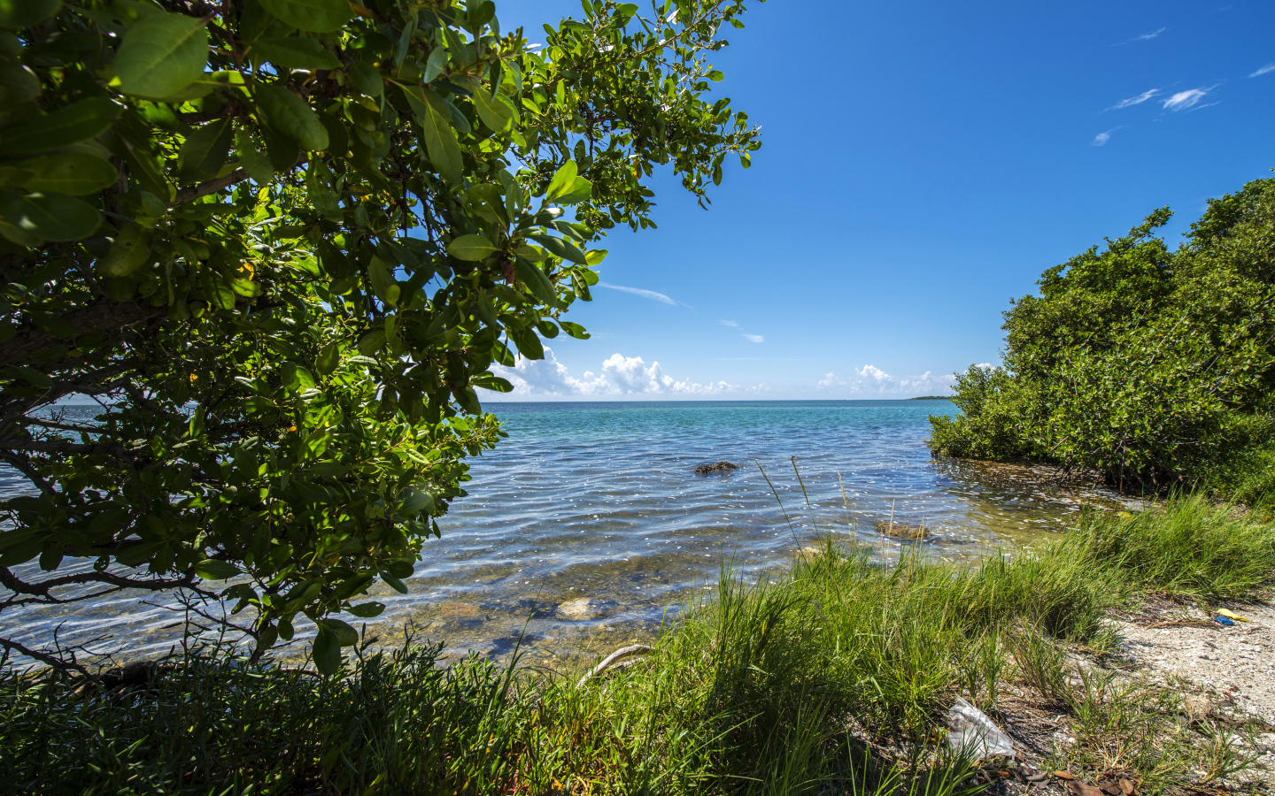 Зеленые деревья на побережье Флориды