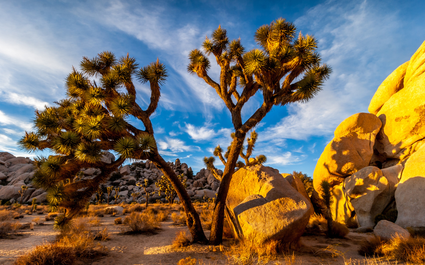 Большие тропические кактусы под голубым небом, США