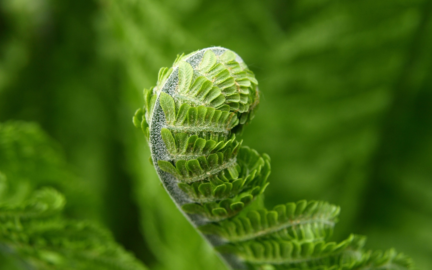 Зеленый лист папоротника распускается весной