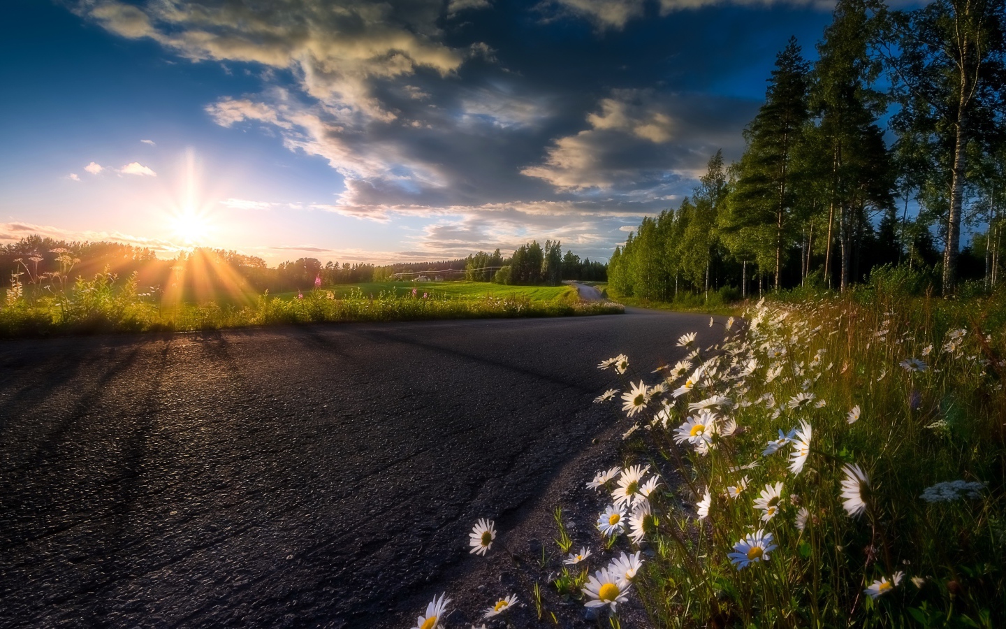 Восходящее солнце в красивом небе освещает растущие у дороги ромашки