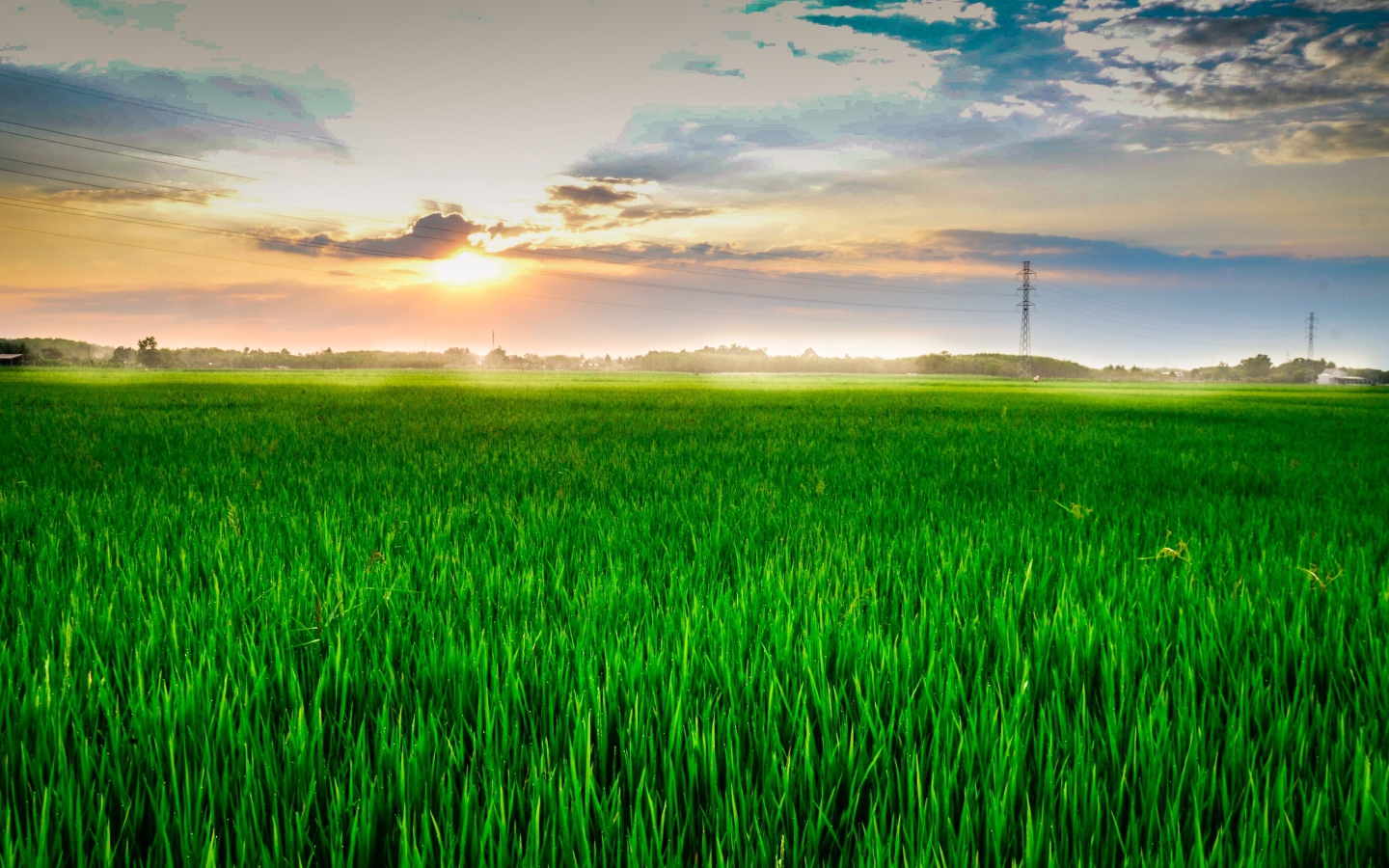 Восход летнего солнца над полем с зеленой пшеницей