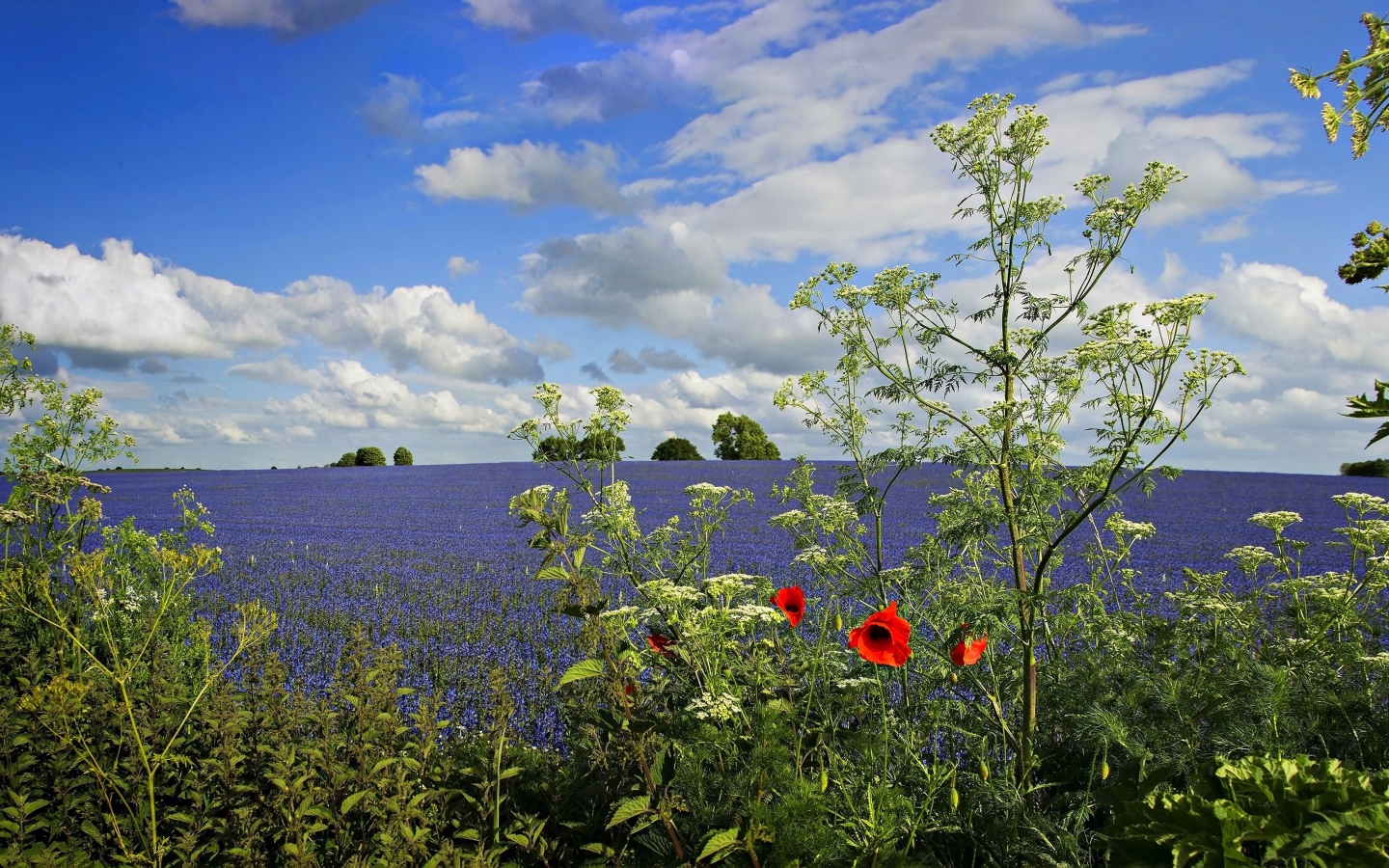 Вид на поле с голубыми цветами под красивым голубым небом с белыми облаками