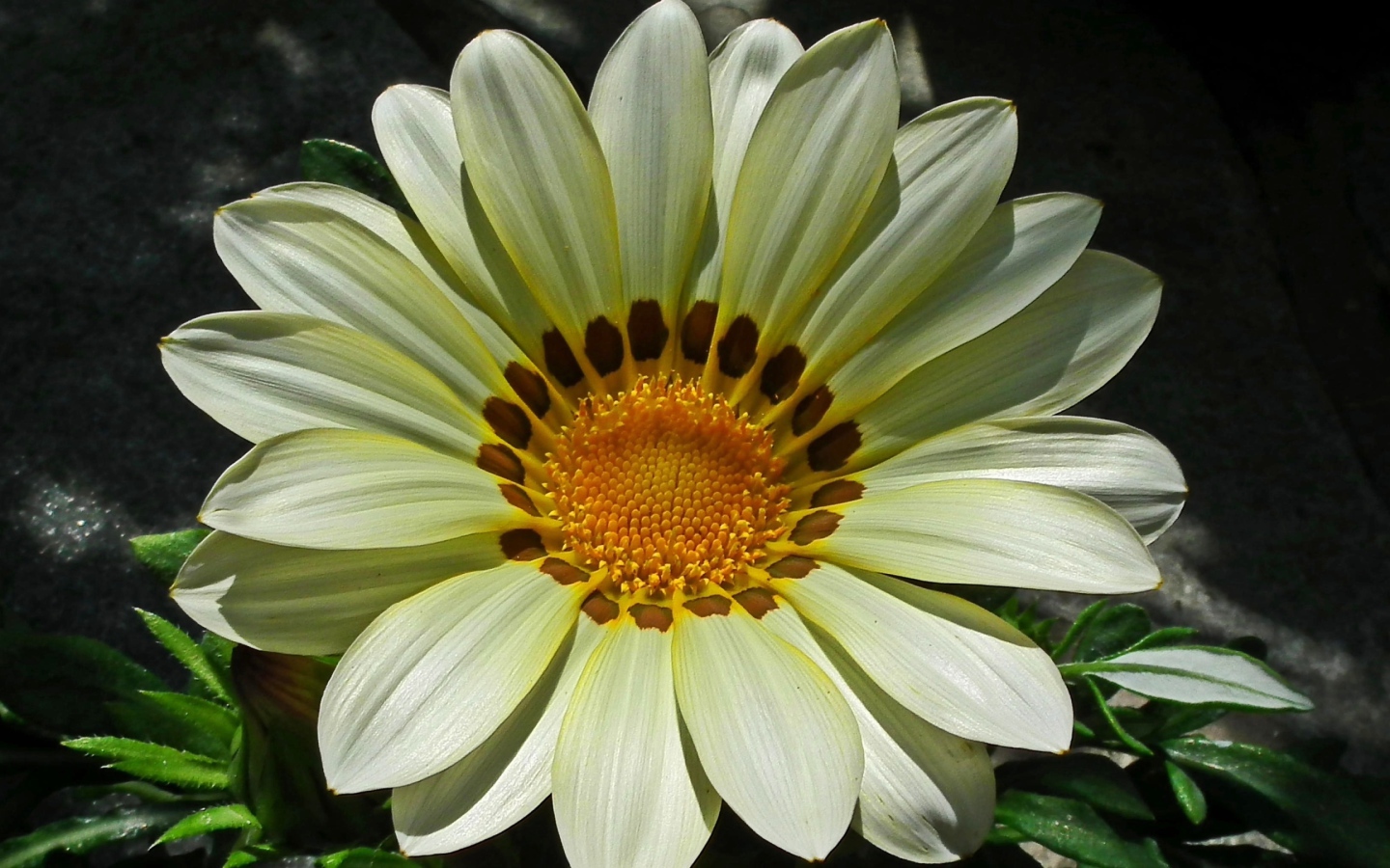 Красивый большой цветок газания крупным планом