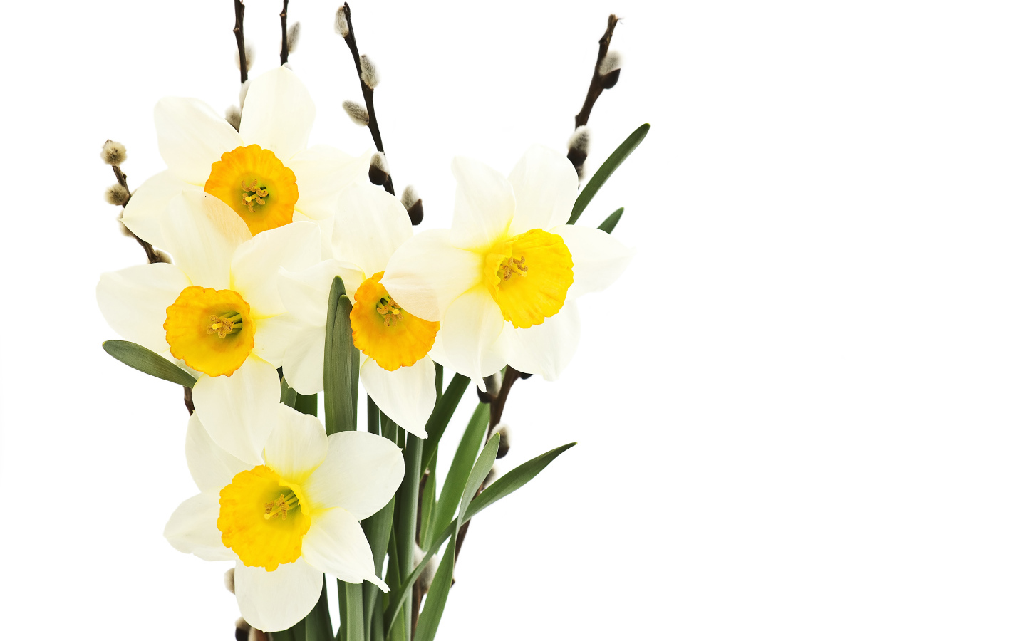 Букет нарциссов и вербы на белом фоне