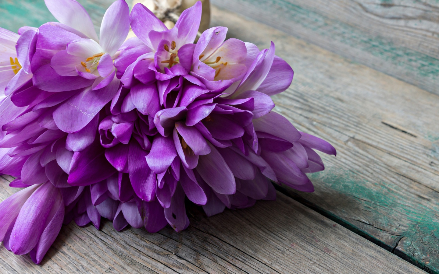 Букет весенних цветов фиолетовых крокусов лежит на деревянном столе