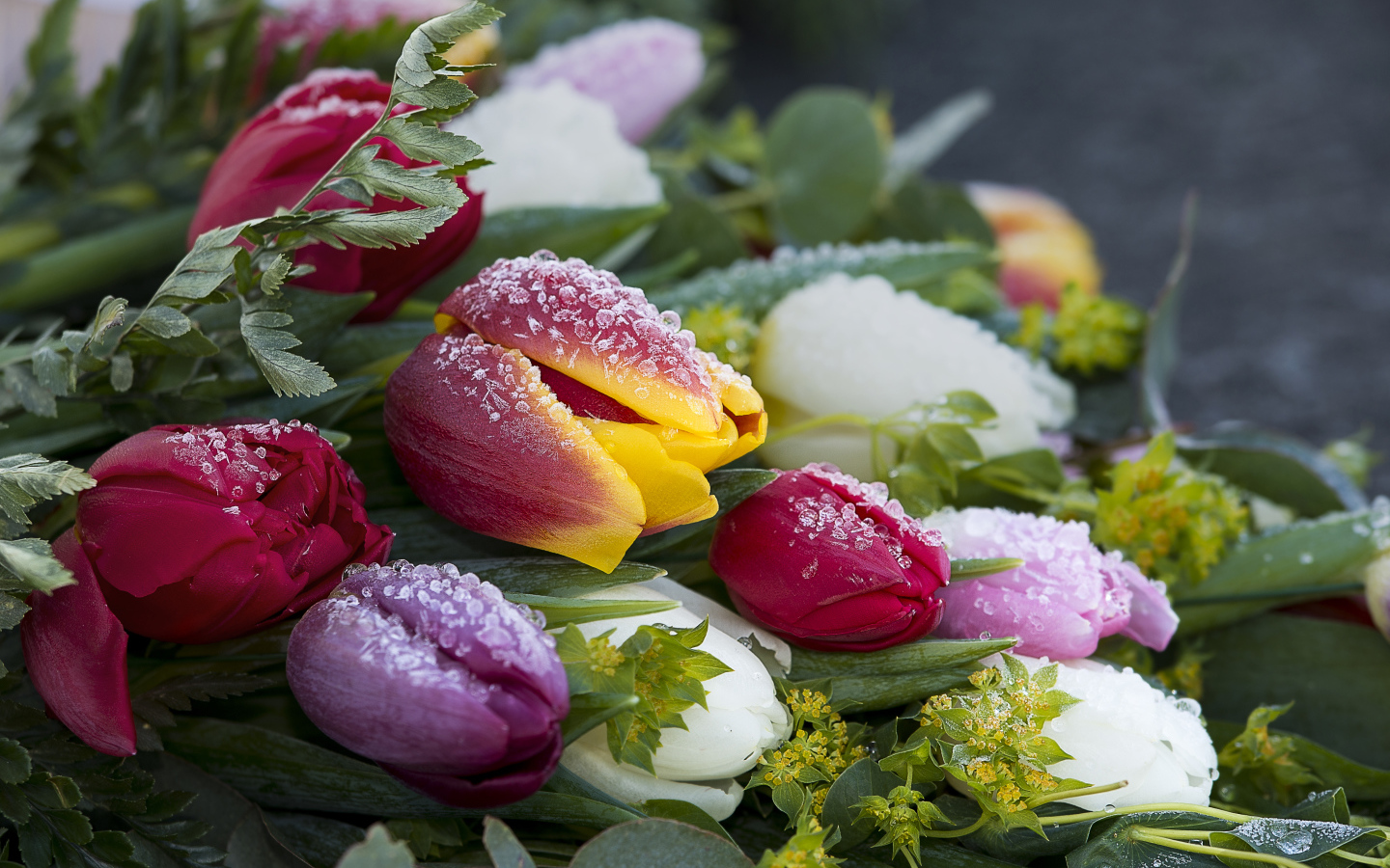 Букет нежных тюльпанов покрыт инеем