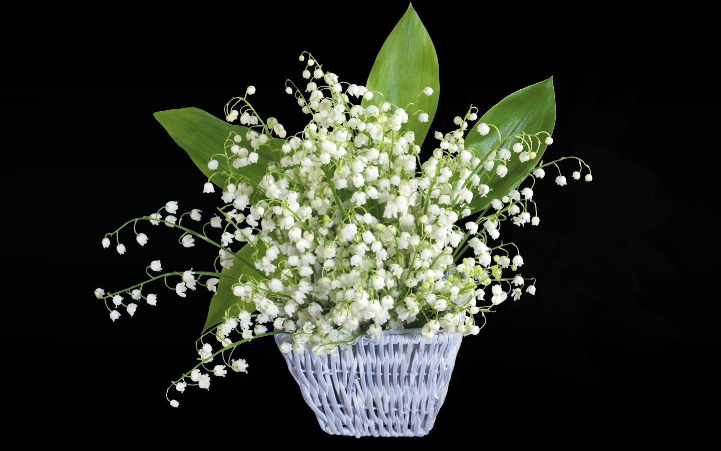 Букет белых ландышей в корзине на черном фоне