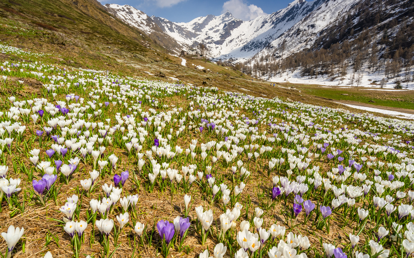 Поле разноцветный крокусов на фоне заснеженных гор