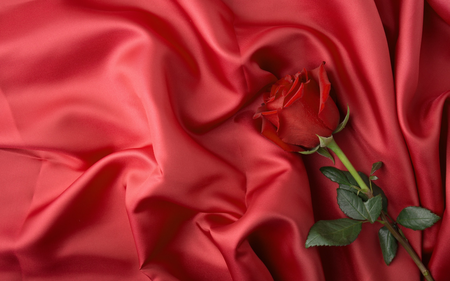 Красная роза лежит на красном шелковом покрывале