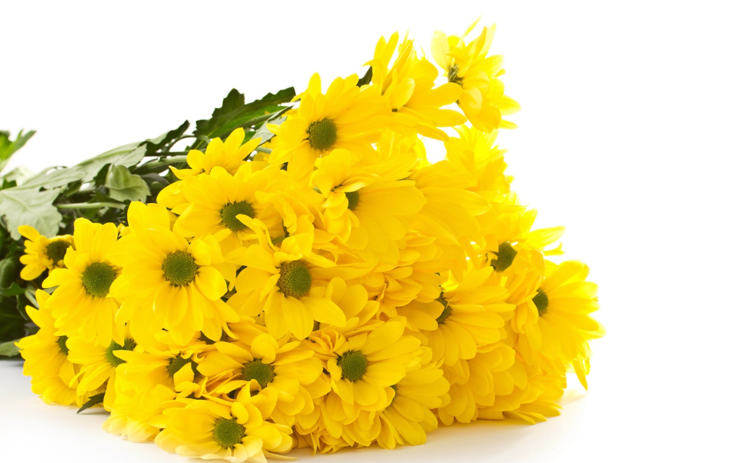 Красивый букет оранжевых хризантем на белом фоне