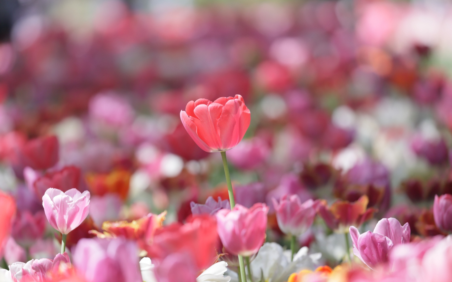 Красивые нежные розовые тюльпаны в лучах солнца