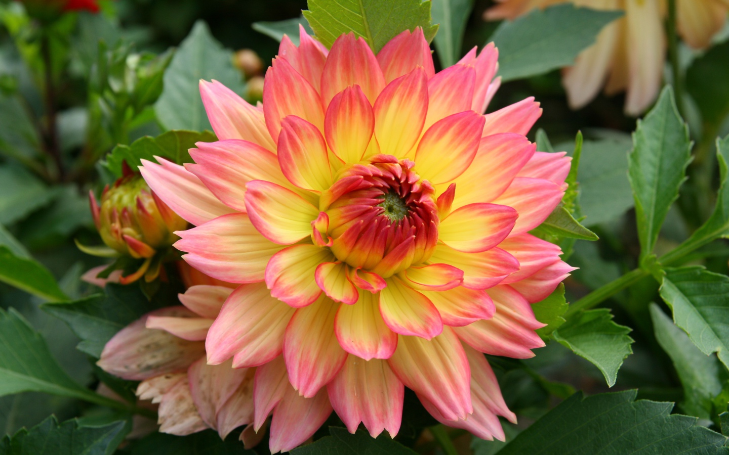 Красивый нежно розовый с желтым цветок георгина