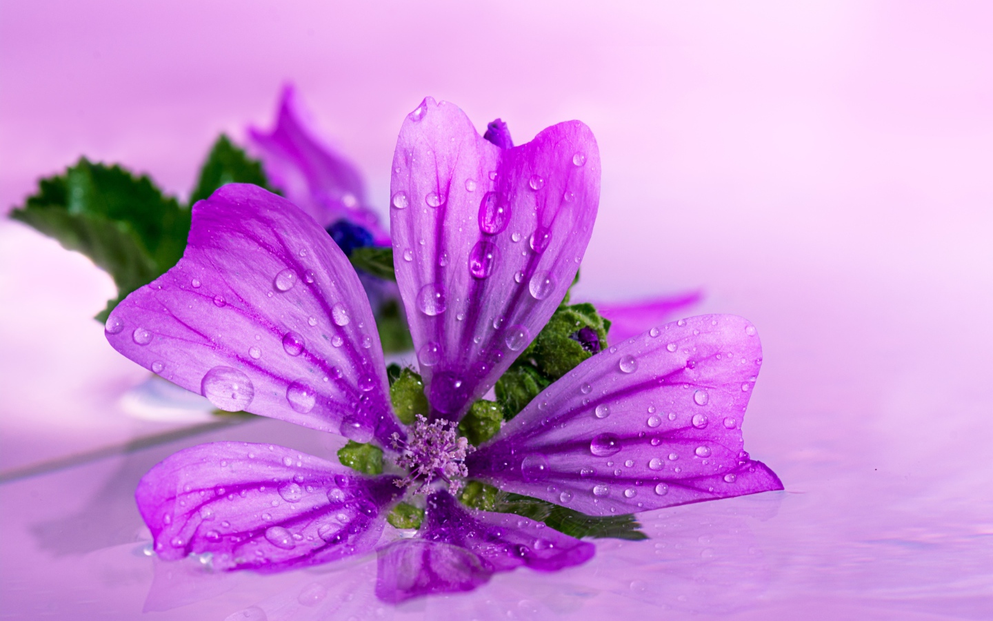 Красивый сиреневый цветок в каплях воды
