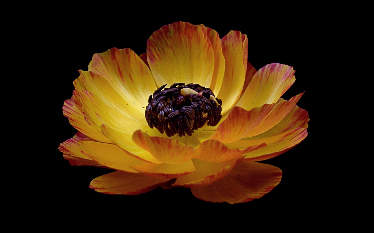 Красивый оранжевый лютик на черном фоне