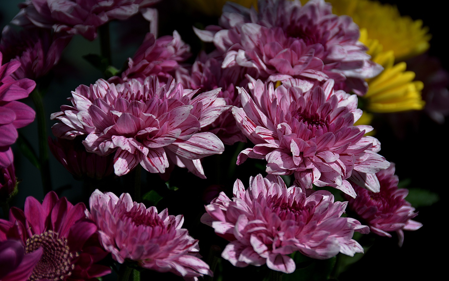 Красивые розовые цветы хризантемы