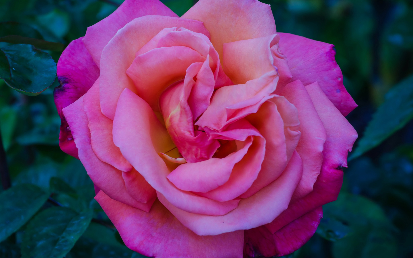 Розовая садовая красивая роза крупным планом