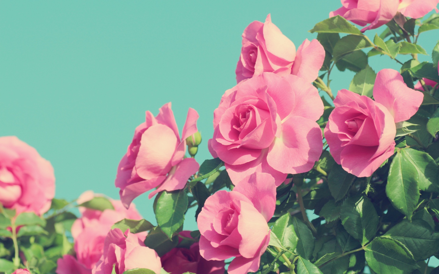 Красивые розовые розы на голубом фоне