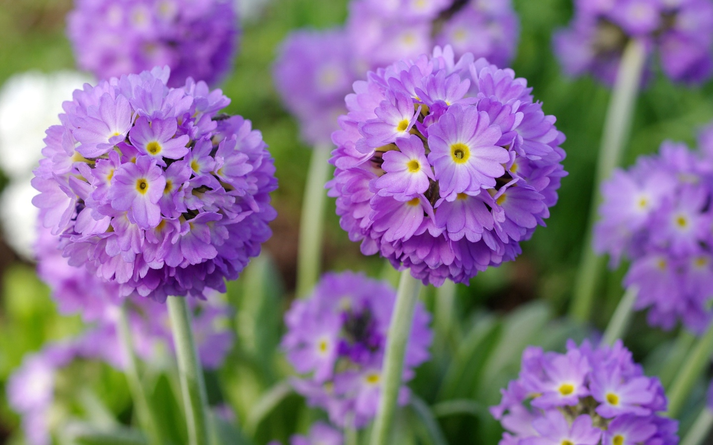 Красивые фиолетовые цветы первоцвет мелкозубчатый