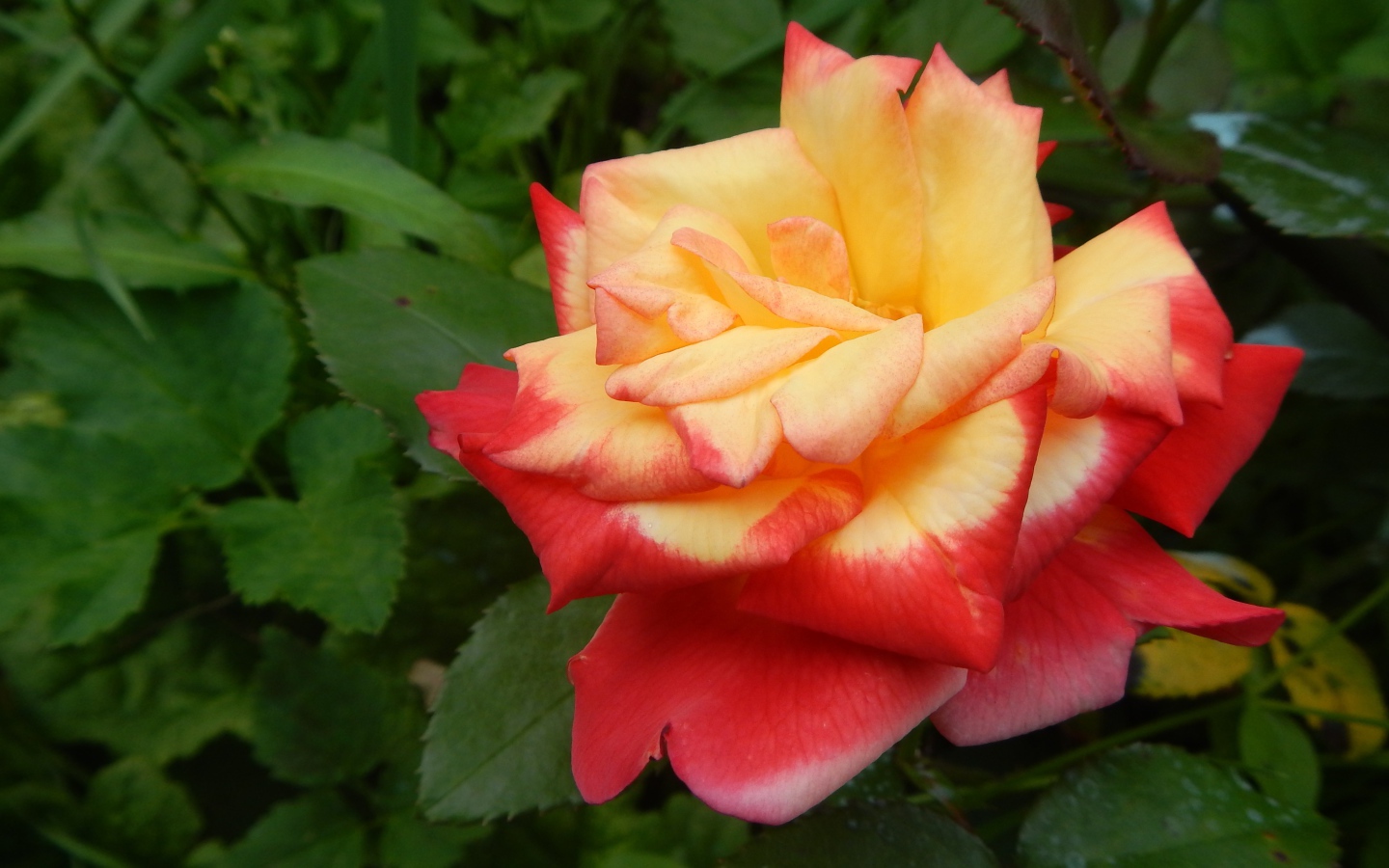 Красивая красно-желтая роза на клумбе крупным планом