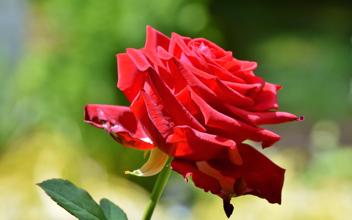 Красивая красная роза в лучах солнца