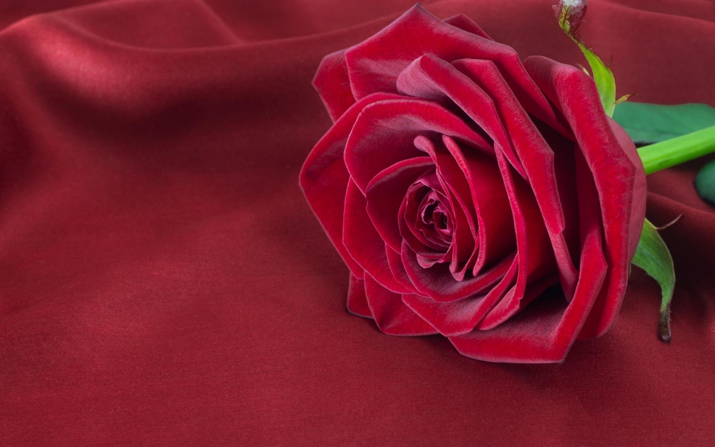 Красивая красная роза лежит на красной ткани