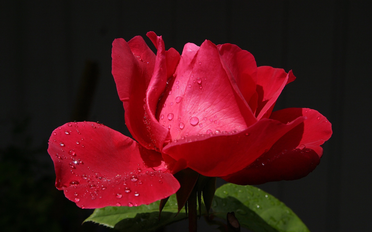 Красивая красная роза с росой на лепестках крупным планом