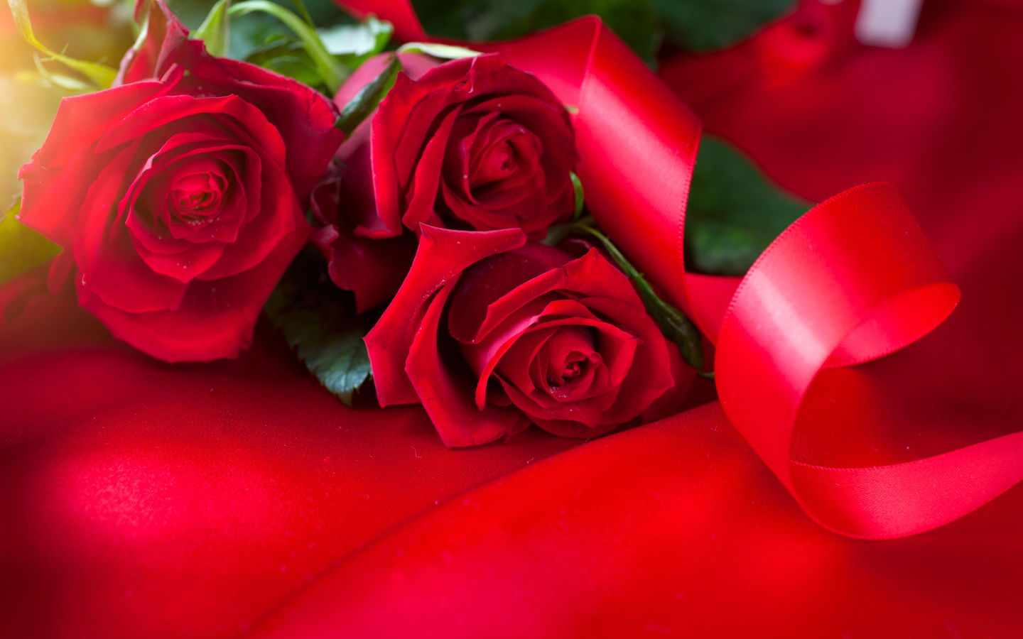 Beautiful red roses with satin ribbon on a red background