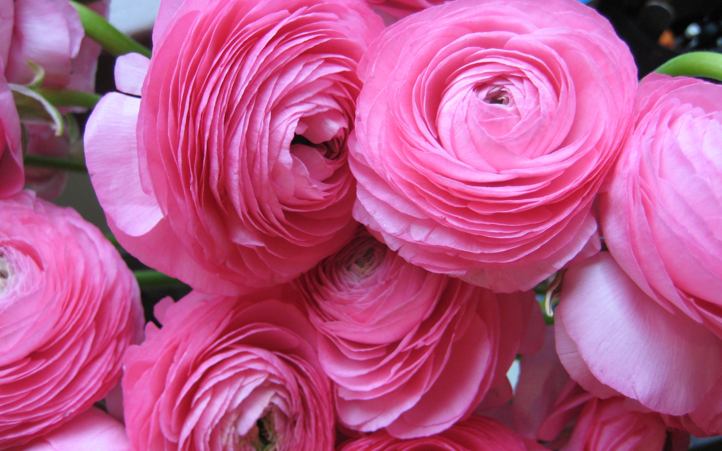 Красивые нежные розовые лютики крупным планом