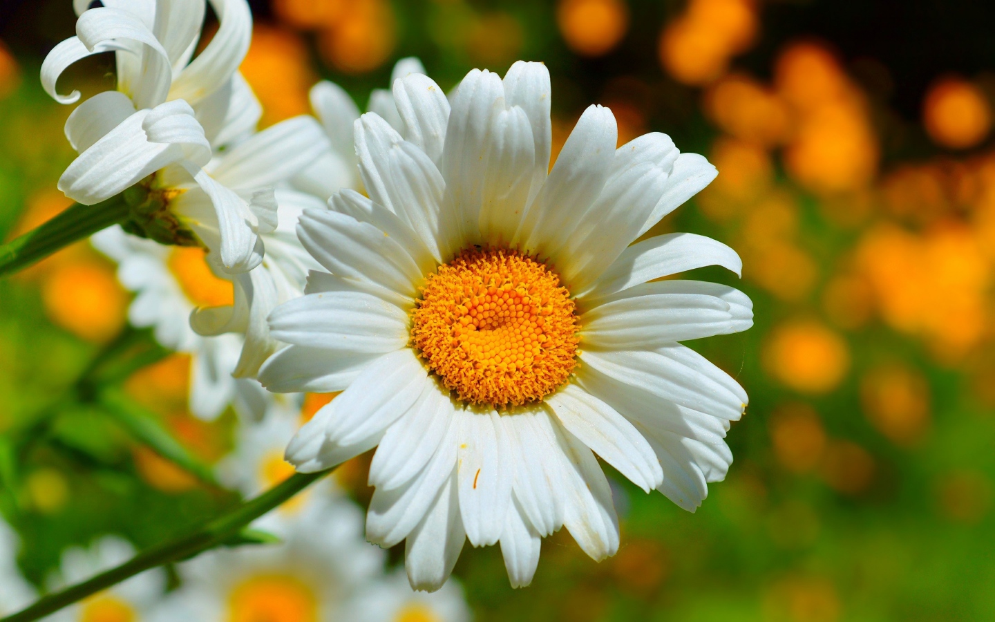 Красивые белые ромашки в лучах солнца