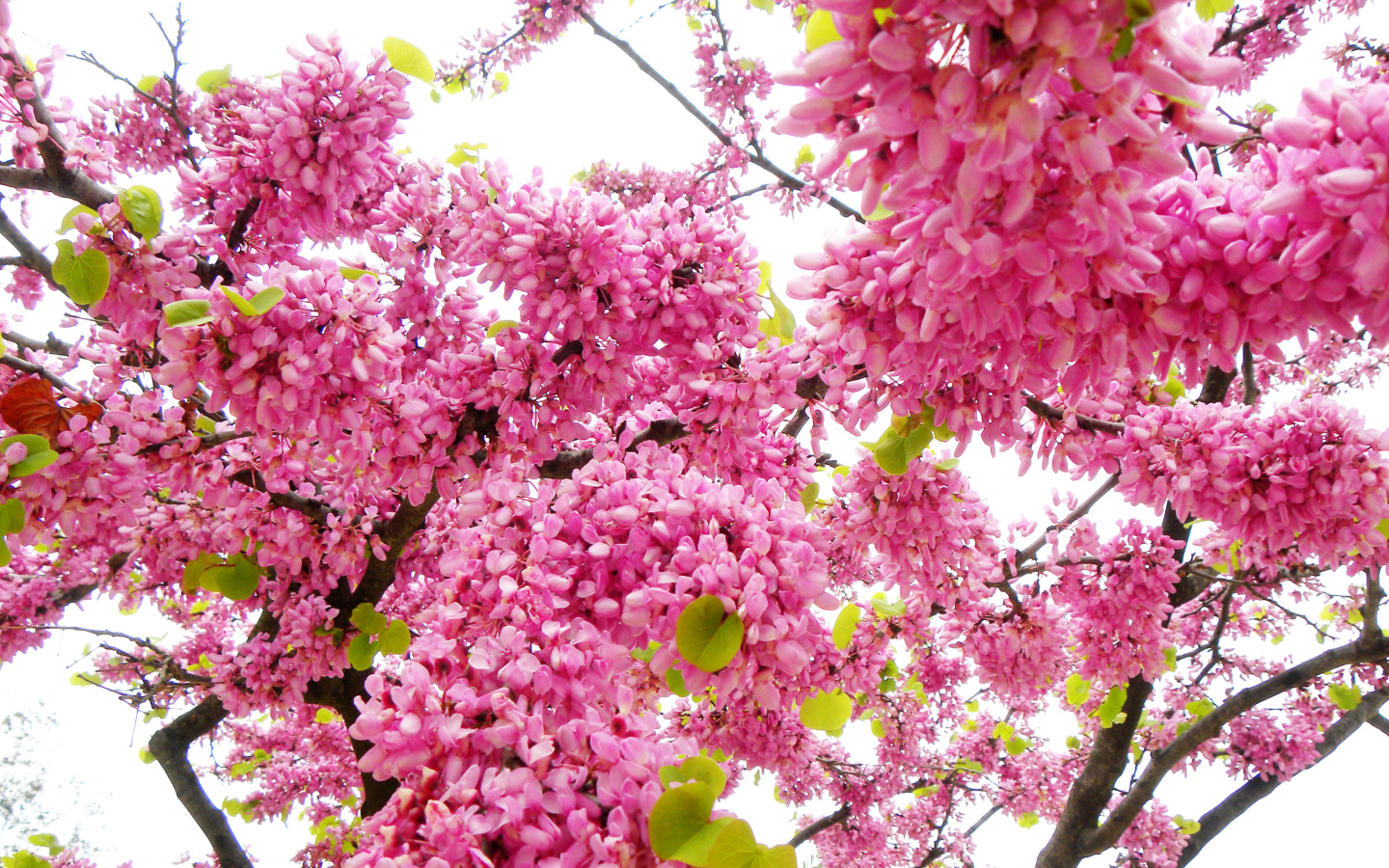 Красивые с розовыми цветами ветки дерева весной