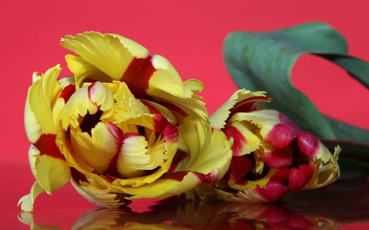 Красивый желто - красный тюльпан на розовом фоне