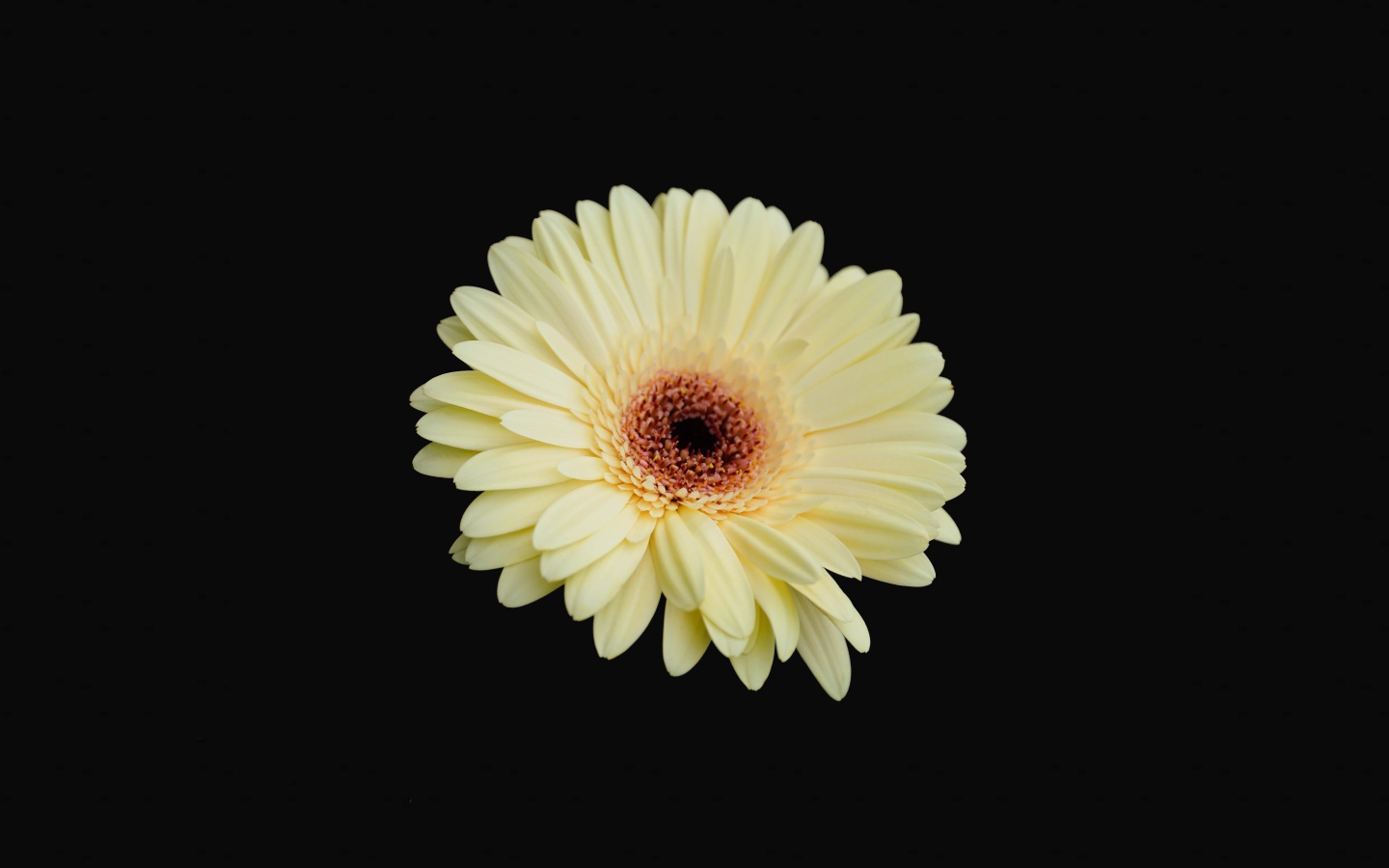 Красивая желтая гербера на черном фоне