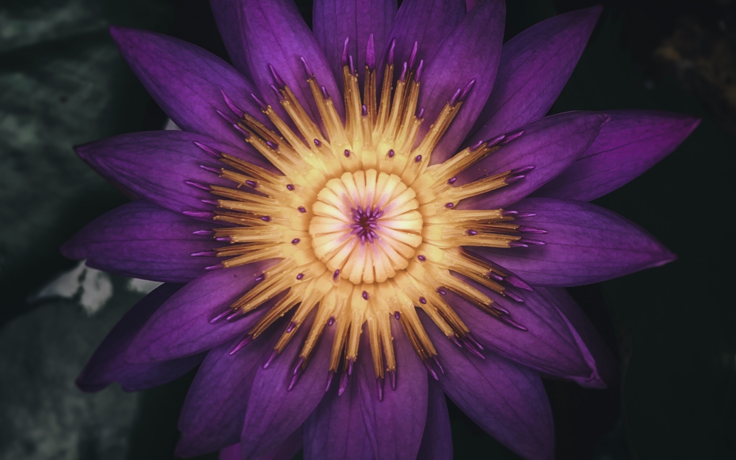 Распустившийся цветок фиолетового лотоса