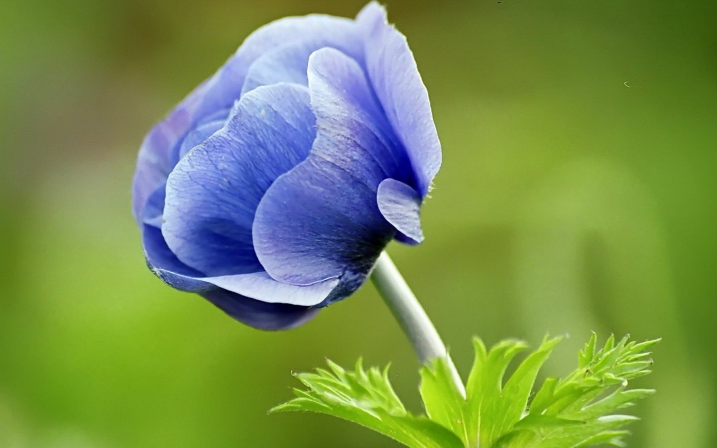 Синий цветок анемона на зеленом фоне