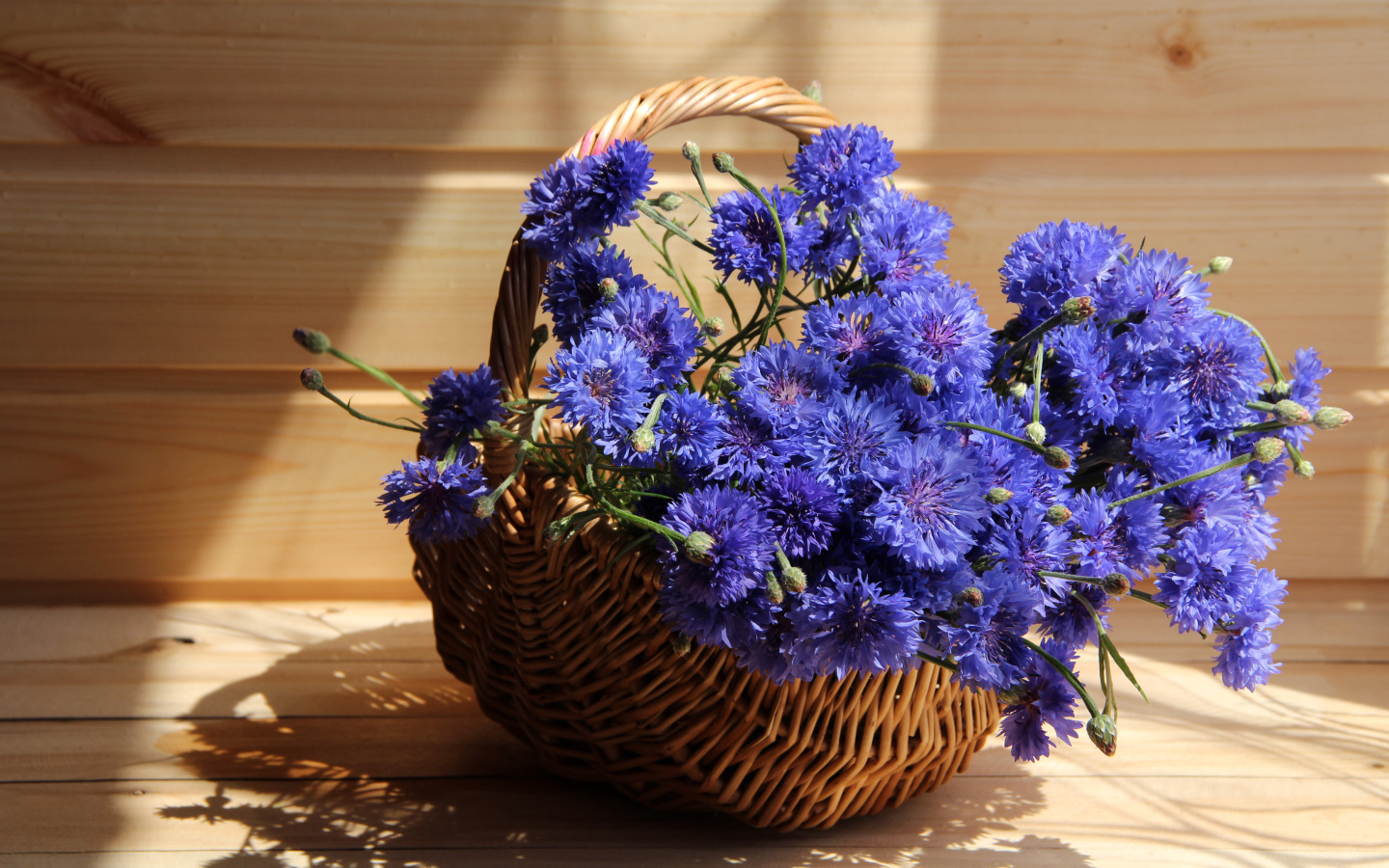 Голубые васильки в корзине в лучах солнца