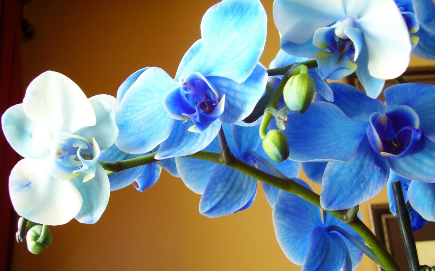Голубая орхидея крупным планом