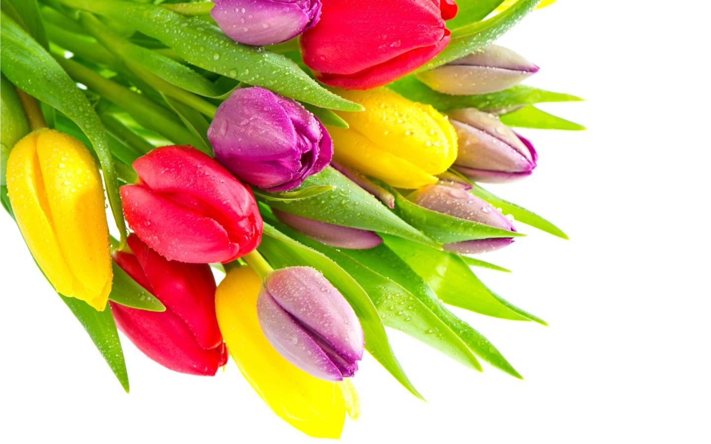 Букет красивых разноцветных тюльпанов на белом фоне