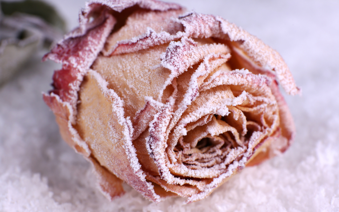 Покрытая инеем красная роза на снегу